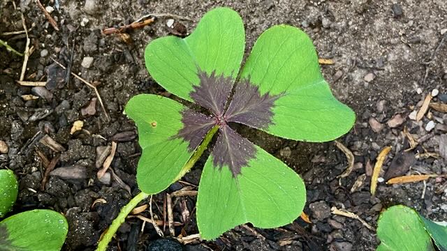 Glücksklee: Vierblättriges Kleeblatt als Symbol für Glück